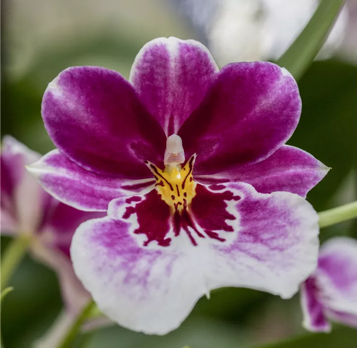 Stiefmütterchen-Orchidee