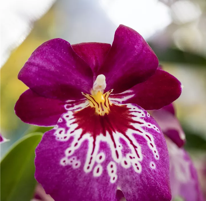 Stiefmütterchen-Orchidee