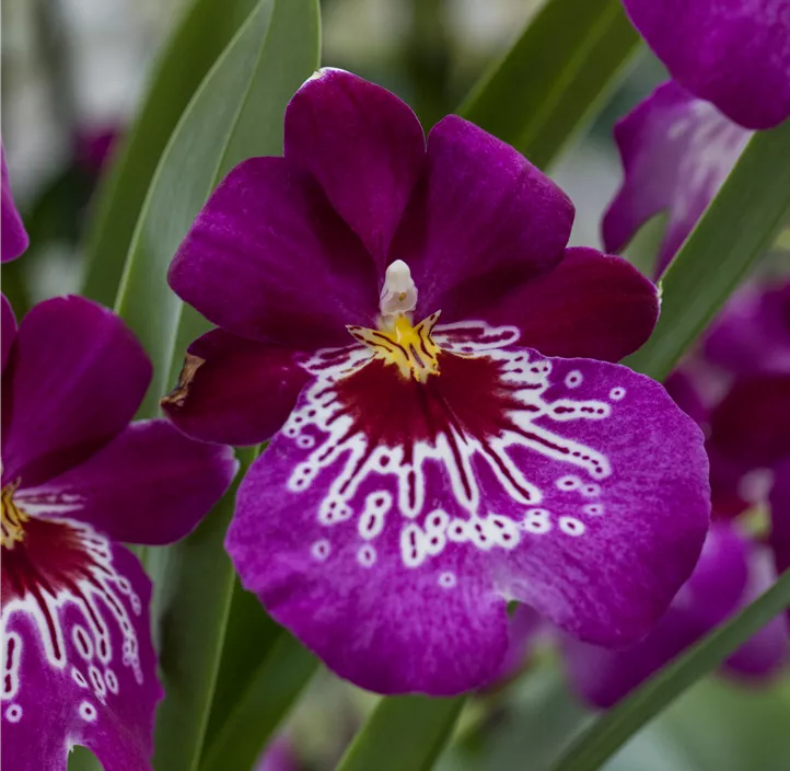 Stiefmütterchen-Orchidee