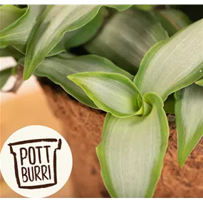 Murdannia loriformis Heilkräuter Potburri