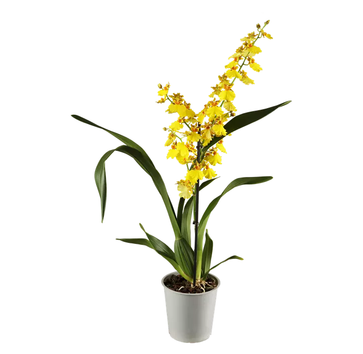 Oncidium