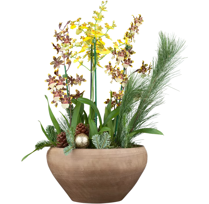Oncidium