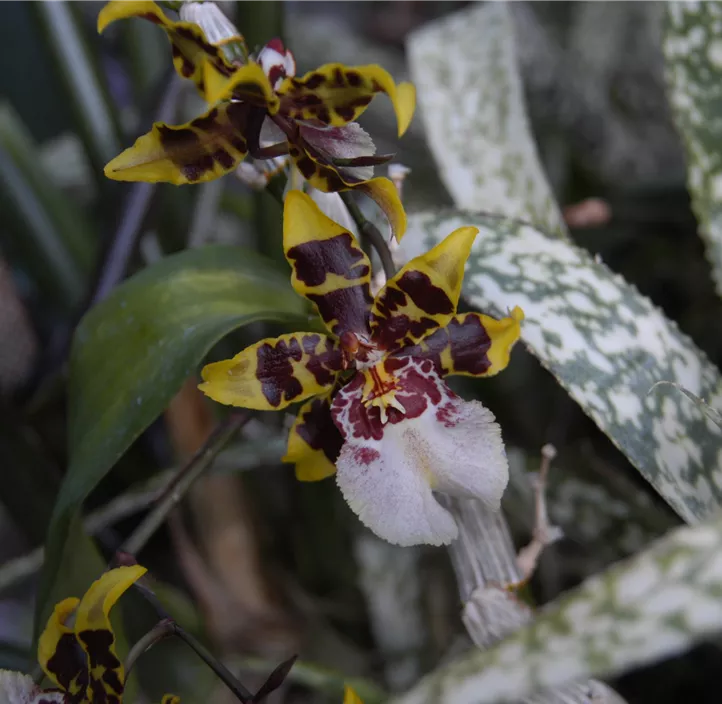 Oncidium