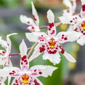 Oncidium Mix