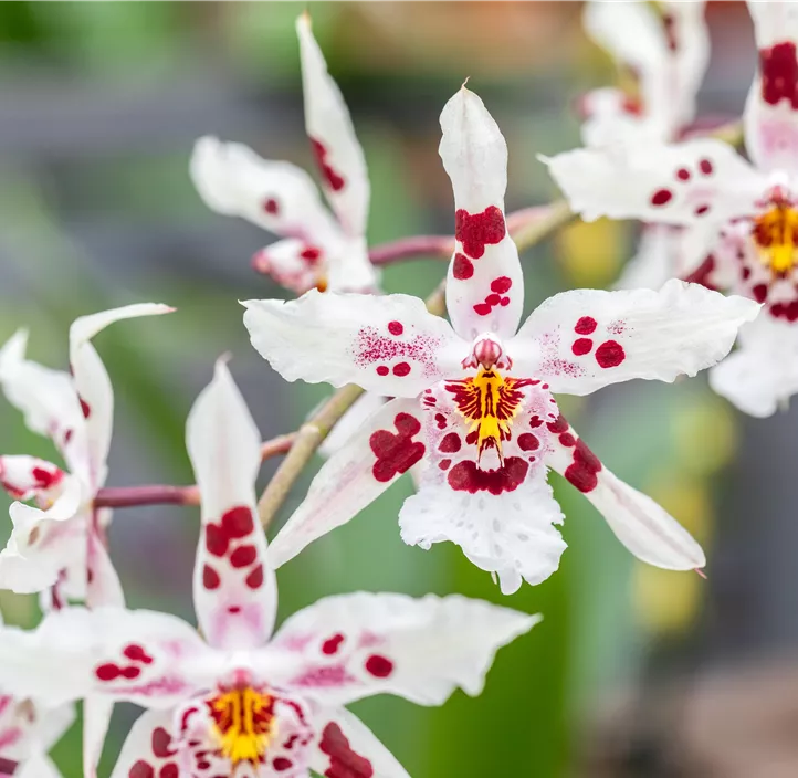 Oncidium