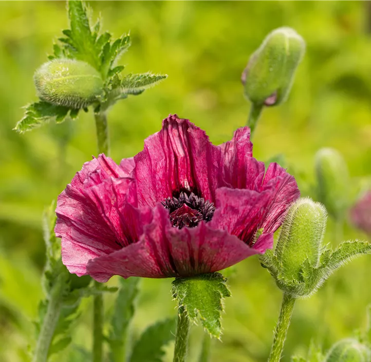Orientalischer Garten-Mohn 'Harlem'®