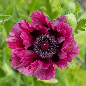 Papaver orientale Harlem