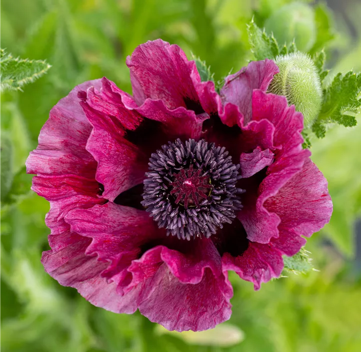Orientalischer Garten-Mohn 'Harlem'®