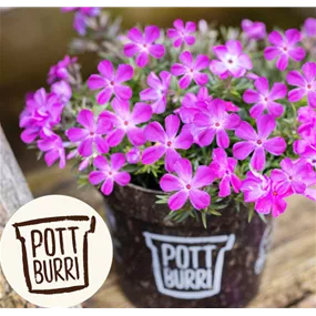 Phlox subulata Pottburri