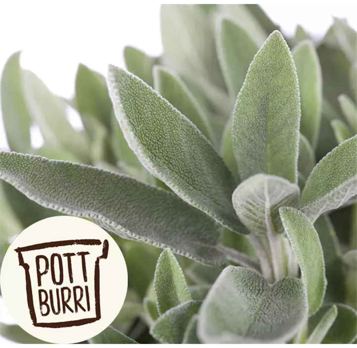 weißer Räuchersalbei