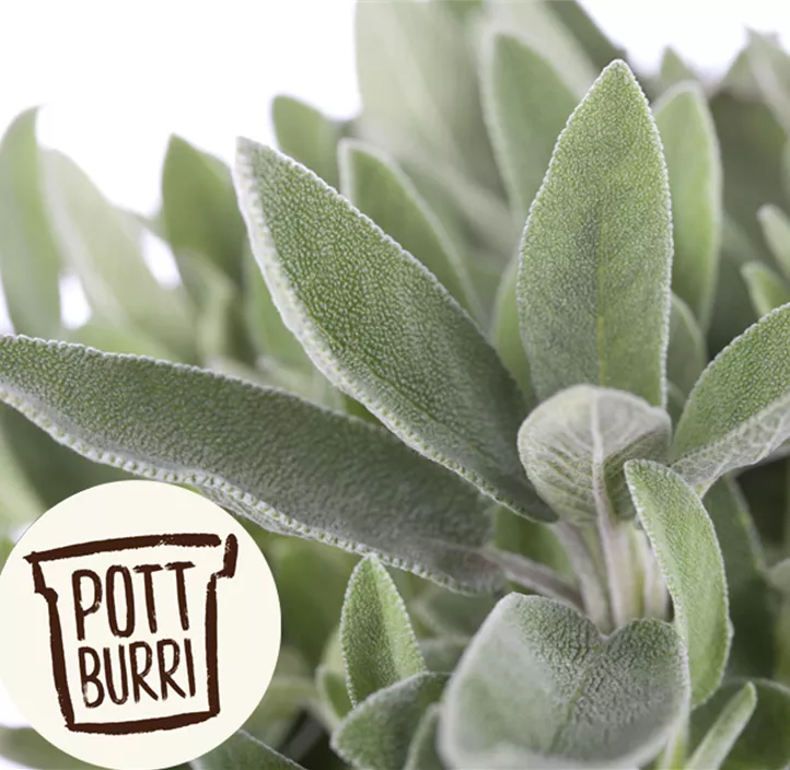 weißer Räuchersalbei