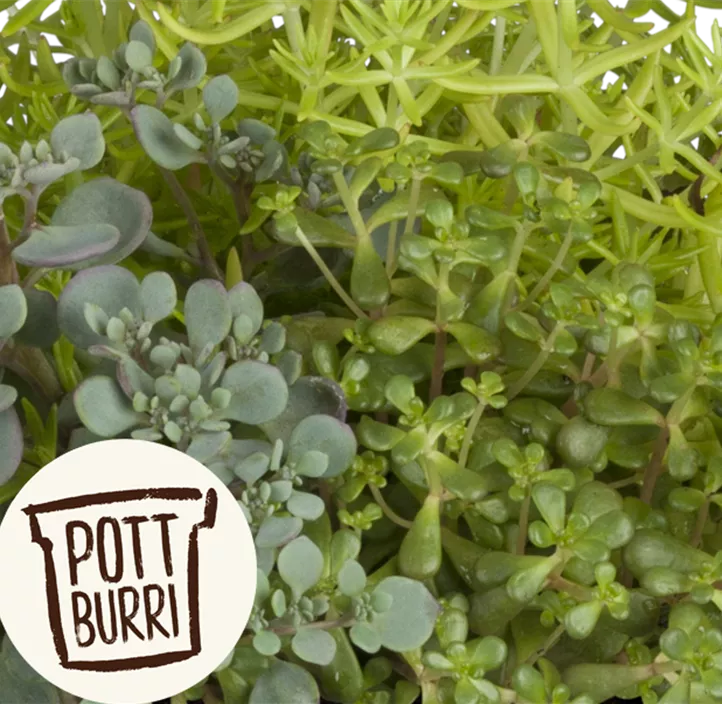 Garten-Fettblatt Mix