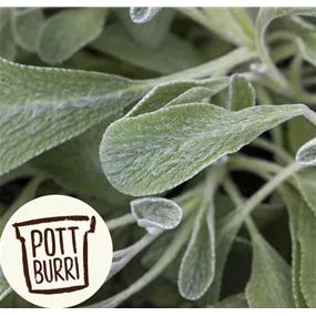 Sideritis syriaca HeilkräuterPotburri