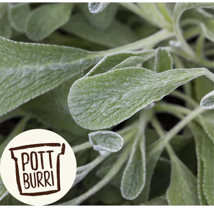 Griechischer Bergtee