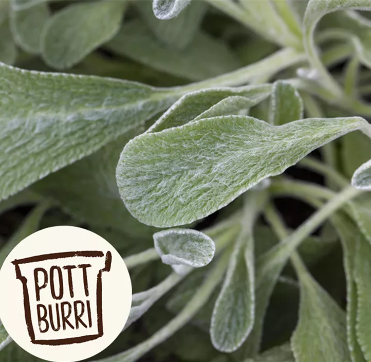 Griechischer Bergtee