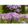 bellaflora Gartencenter GmbH