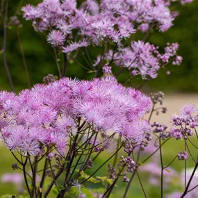 Thalictrum aquilegiifolium 'Black Stockings'