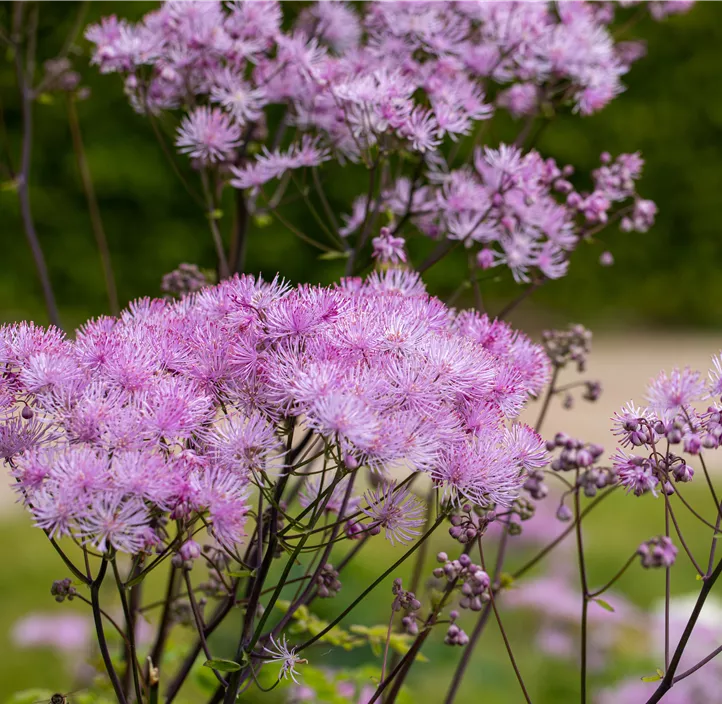 Akeleiblättrige Wiesenraute 'Black Stockings'