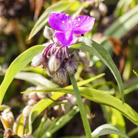 Tradescantia 'JS Brainstorm'