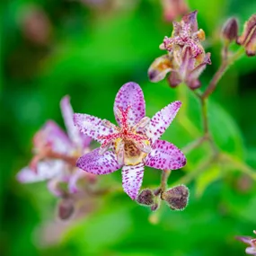 Tricyrtis formosana Pink Freckles