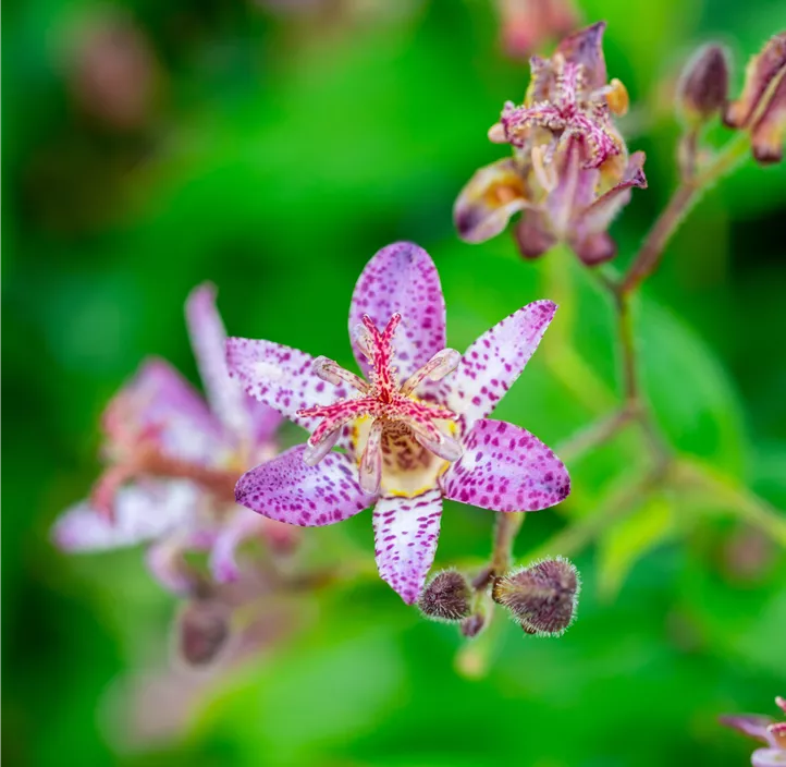 Krötenlilie 'Pink Freckles'