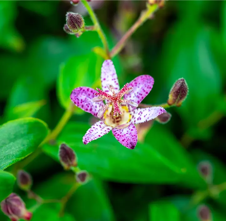 Krötenlilie 'Pink Freckles'