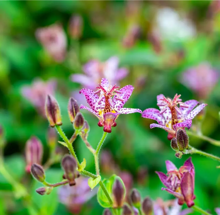 Krötenlilie 'Pink Freckles'
