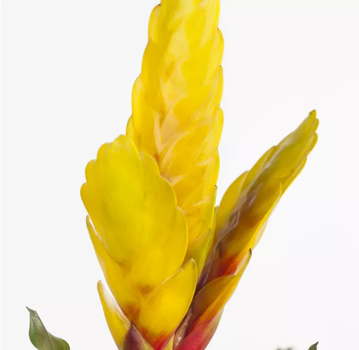 Flammendes Schwert 'Intenso Yellow Flame'