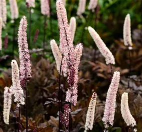Actaea racemosa Chocoholic