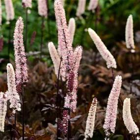 Actaea racemosa Chocoholic