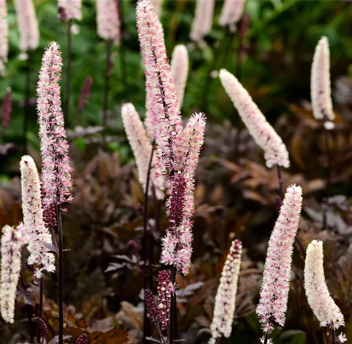 Garten-September-Silberkerze 'Chocoholic'®