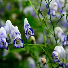 Aconitum camarum Bicolor