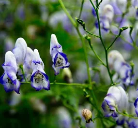 Aconitum camarum Bicolor