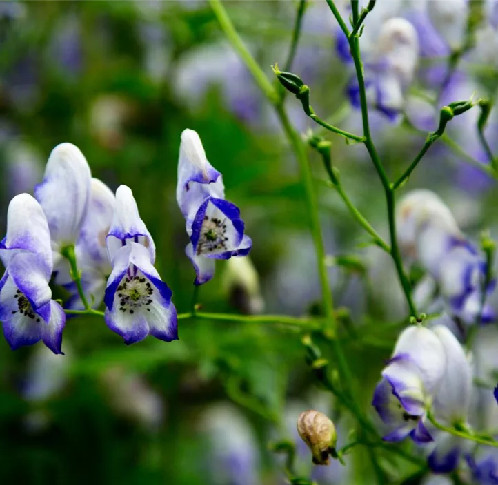 Weiß-blauer Eisenhut 'Bicolor'