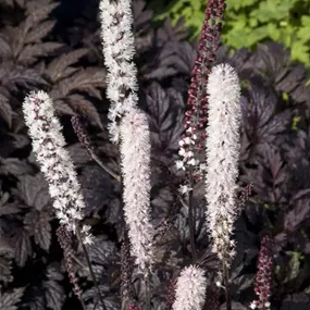 Actaea simplex Carbonella
