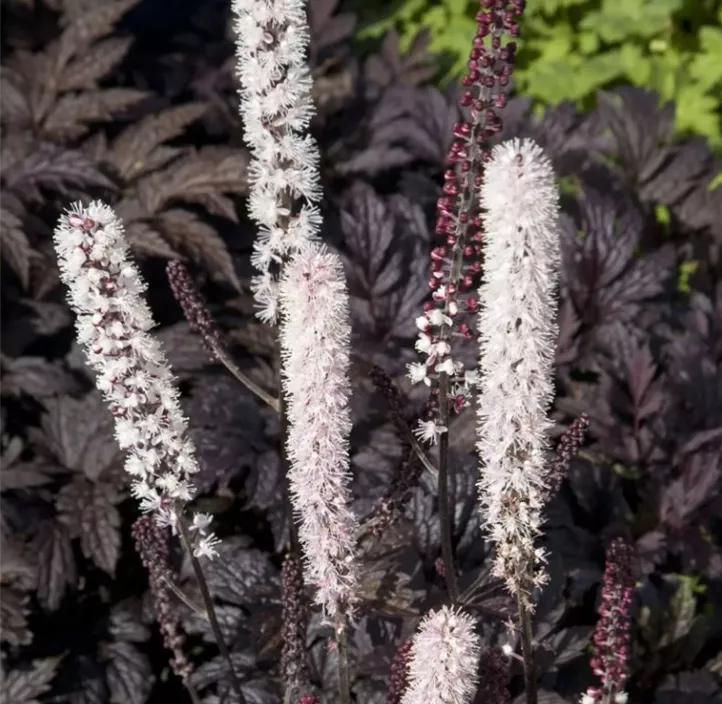 September-Silberkerze