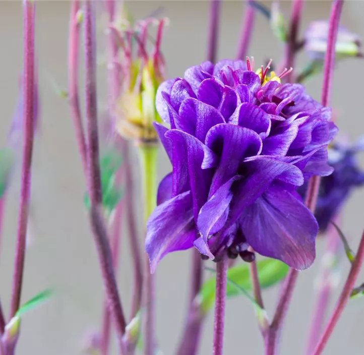 Kurzspornige Garten-Akelei 'Winky Blue-White'