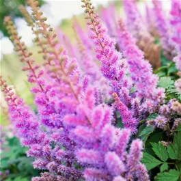 Astilbe chinensis Black Pearls