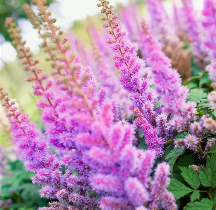 Garten-Prachtspiere 'Black Pearls'