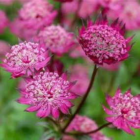 Astrantia major Cerise Button