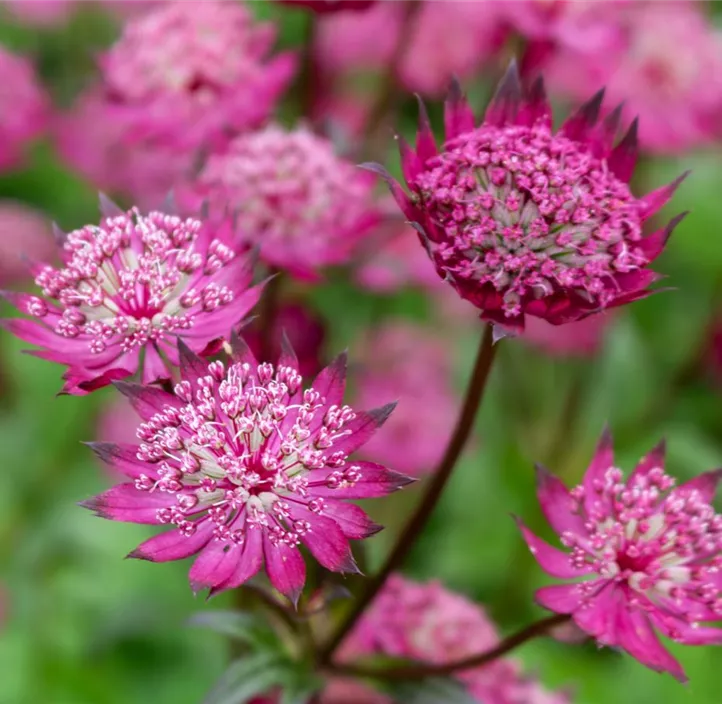 Garten-Sterndolde 'Cerise Button'