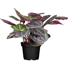 Calathea Hybride Dottie
