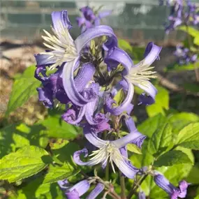 Clematis heracleifolia China Purple