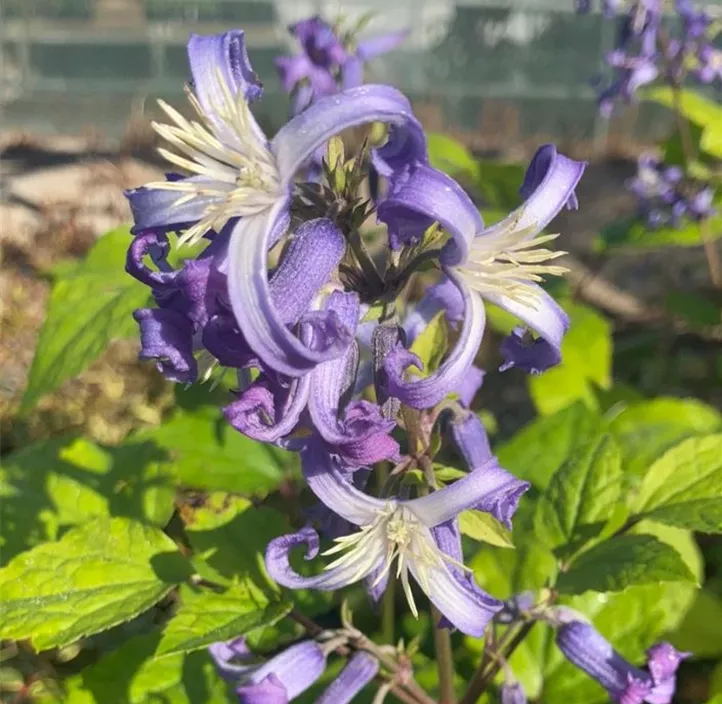 Großblättrige Garten-Waldrebe 'China Purple'
