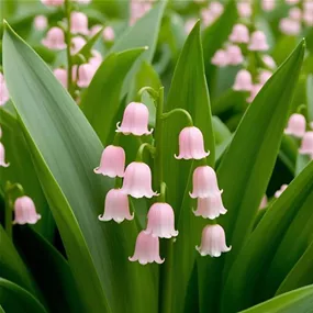 Convallaria majalis Rosea
