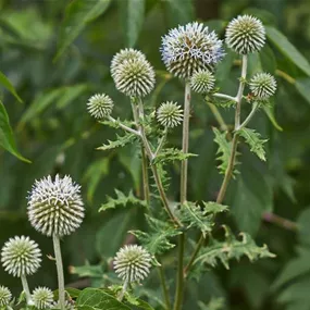Echinops sphaerocephalus Arctic Glow