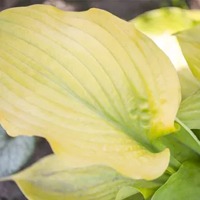 Hosta 'Lipstick Blonde'