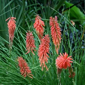 Kniphofia uvaria Poco Red