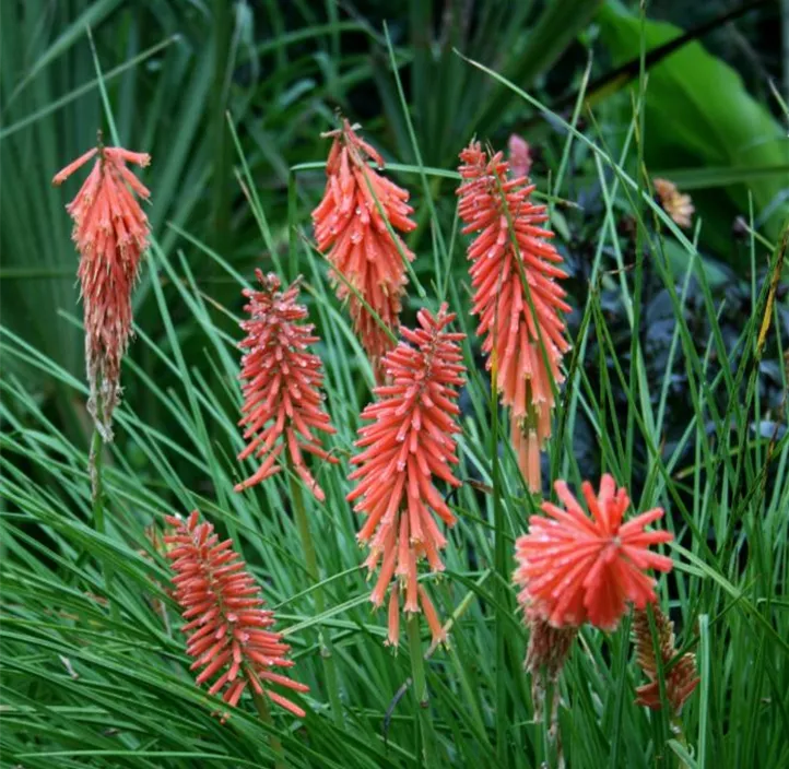 Garten-Fackellilie 'Poco Red', 1 Liter Topf