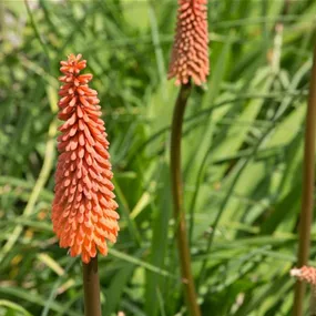 Kniphofia uvaria Redhot Popsicle